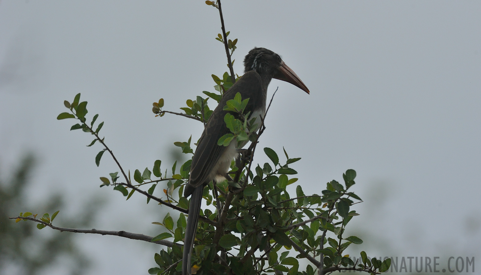 Lophoceros alboterminatus [550 mm, 1/2000 Sek. bei f / 8.0, ISO 1600]